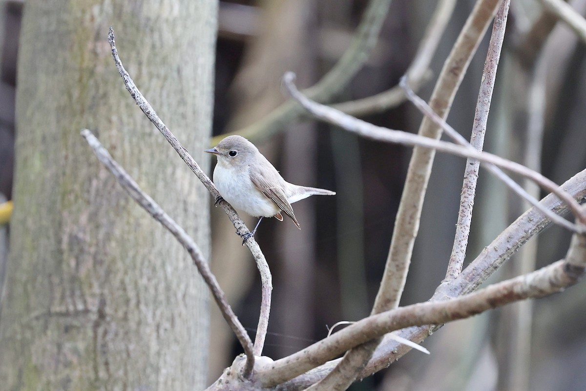 Red-breasted Flycatcher - Chih-Wei(David) Lin