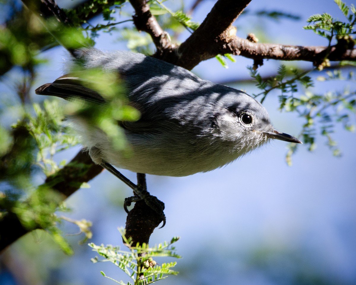 Masked Gnatcatcher - Ignacio Zapata