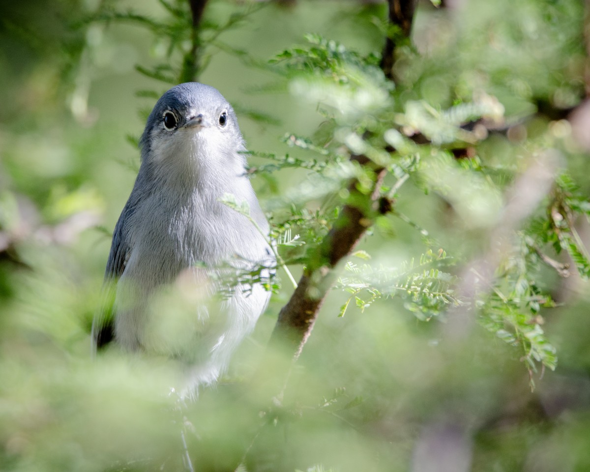 Masked Gnatcatcher - Ignacio Zapata