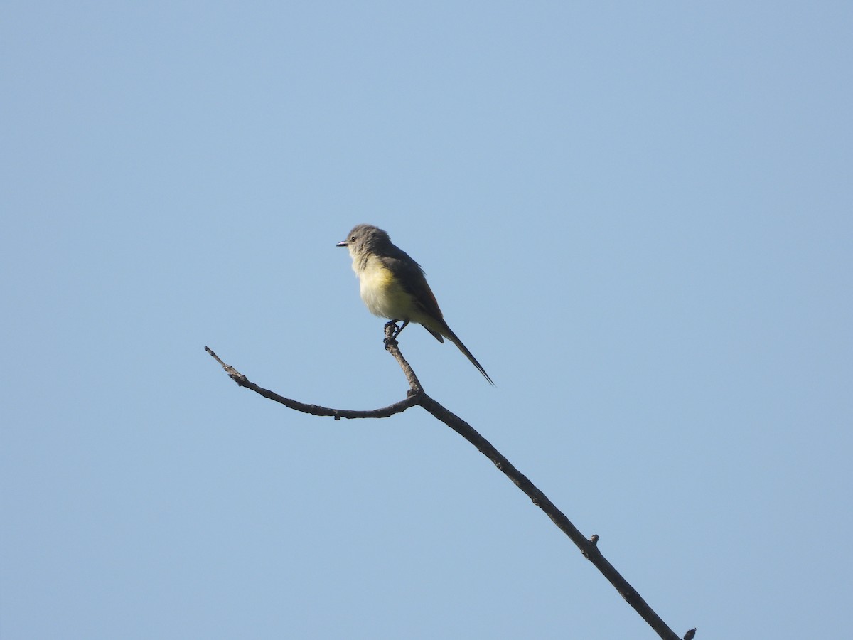 Small Minivet - Jukree Sisonmak