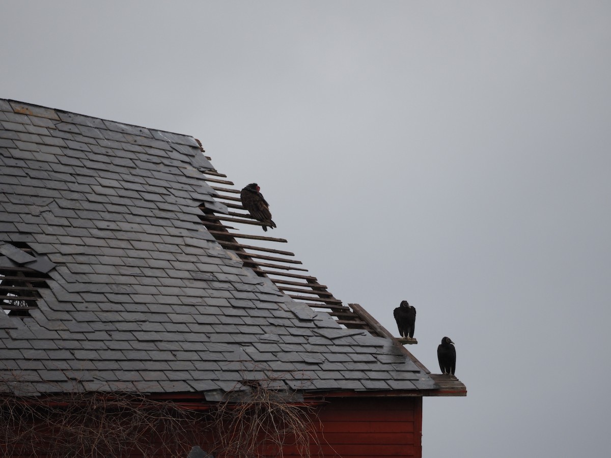 Black Vulture - Scott Angus