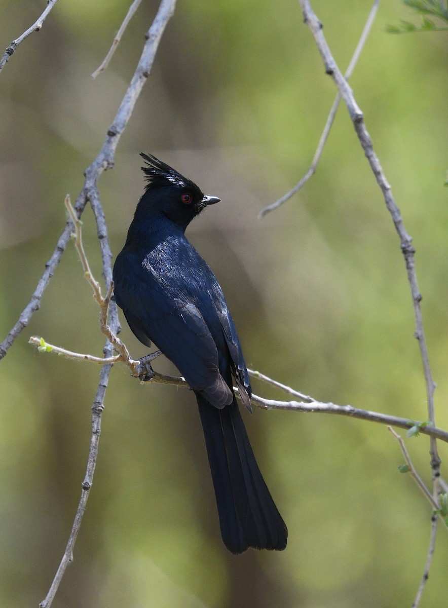 Phainopepla - Shane Carroll