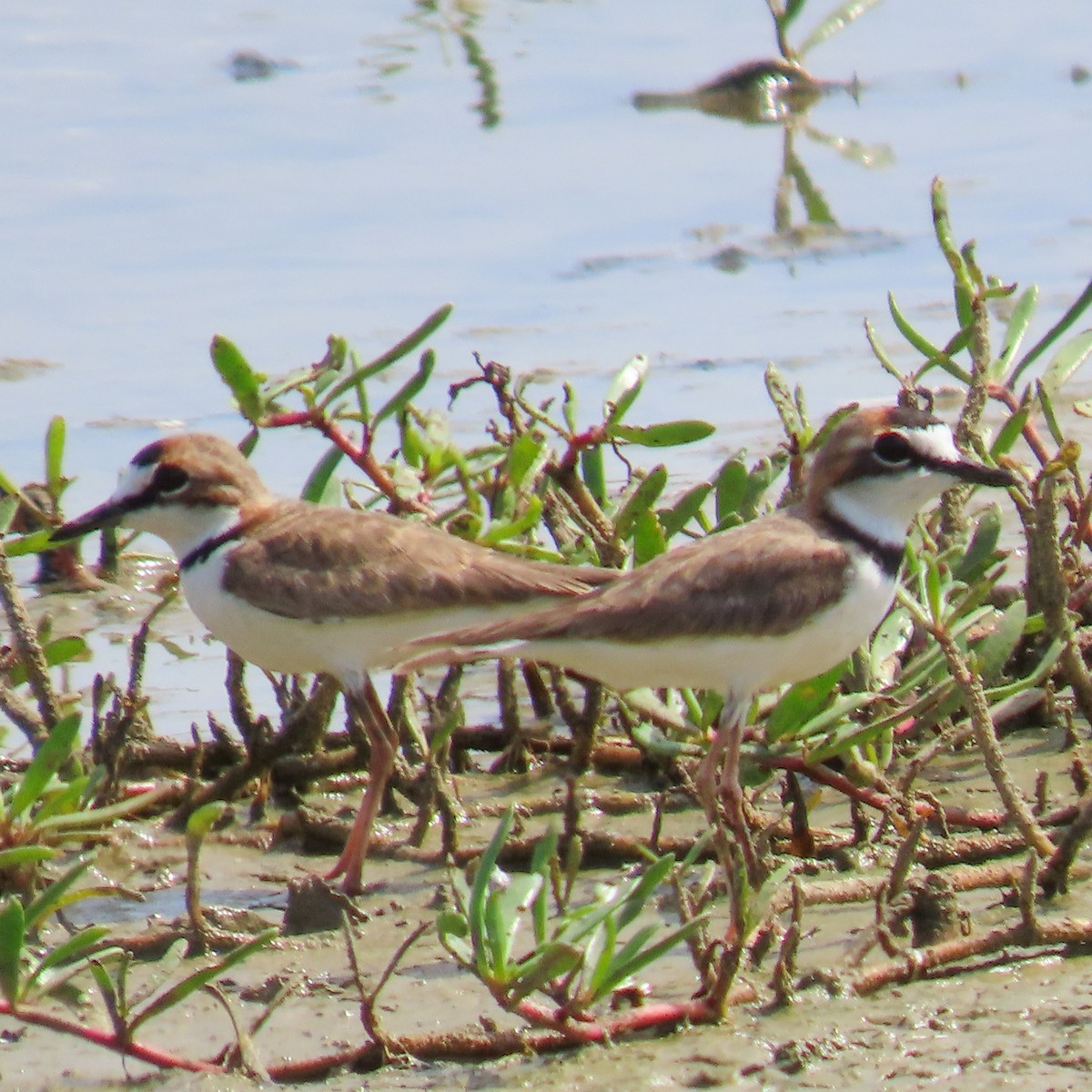 Collared Plover - Israel Toloza Pérez