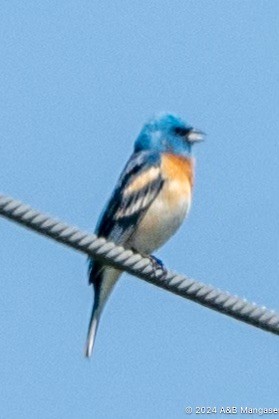 Lazuli Bunting - Bernadette and Amante Mangaser