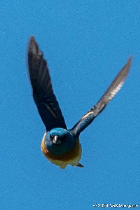 Lazuli Bunting - Bernadette and Amante Mangaser