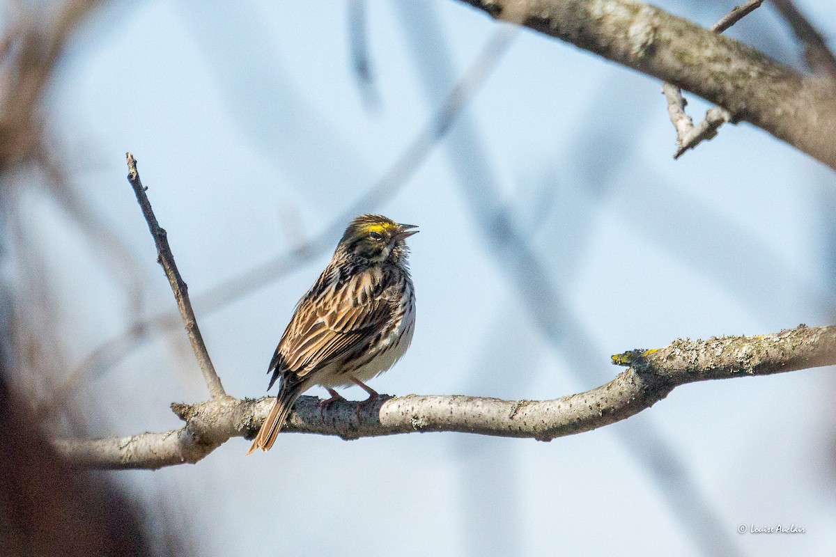 Savannah Sparrow - Louise Auclair