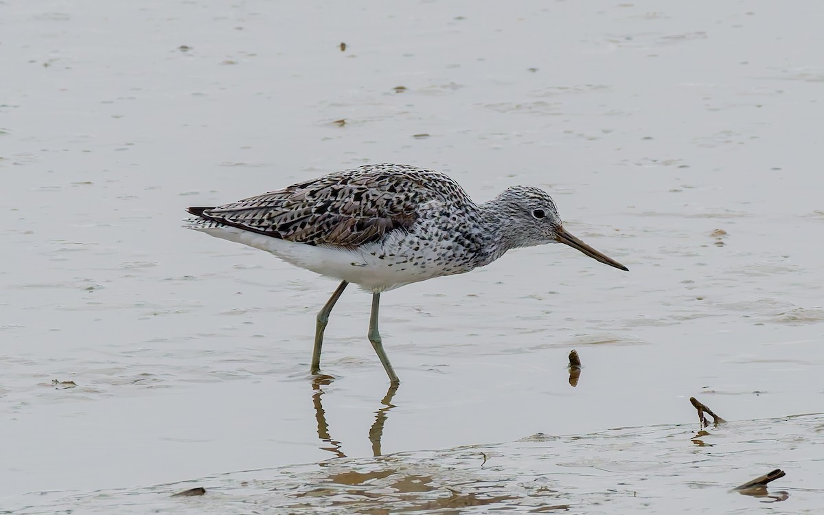 Common Greenshank - Peter Kennerley