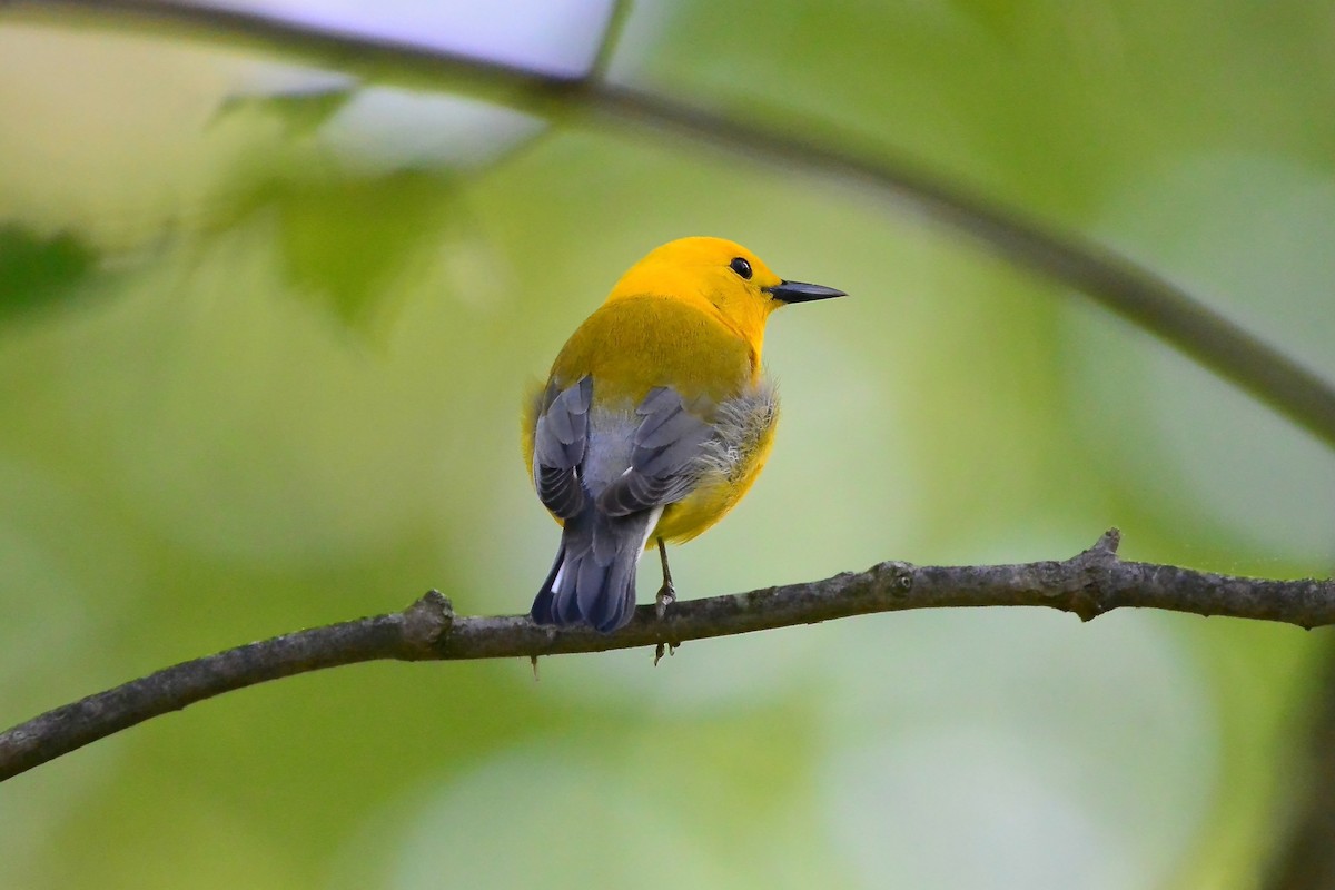 Prothonotary Warbler - Seth Honig