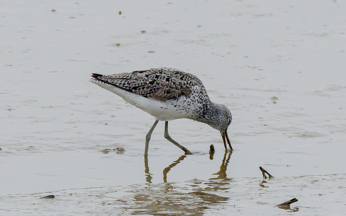 Common Greenshank - Peter Kennerley