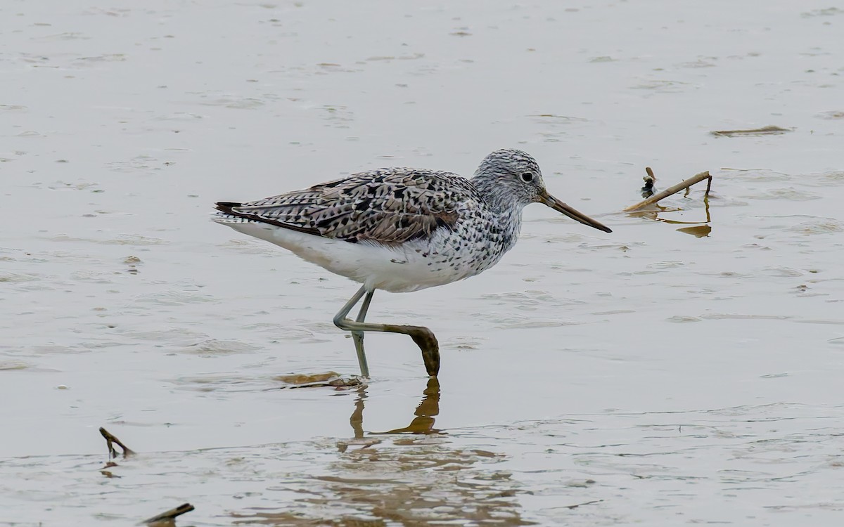 Common Greenshank - Peter Kennerley