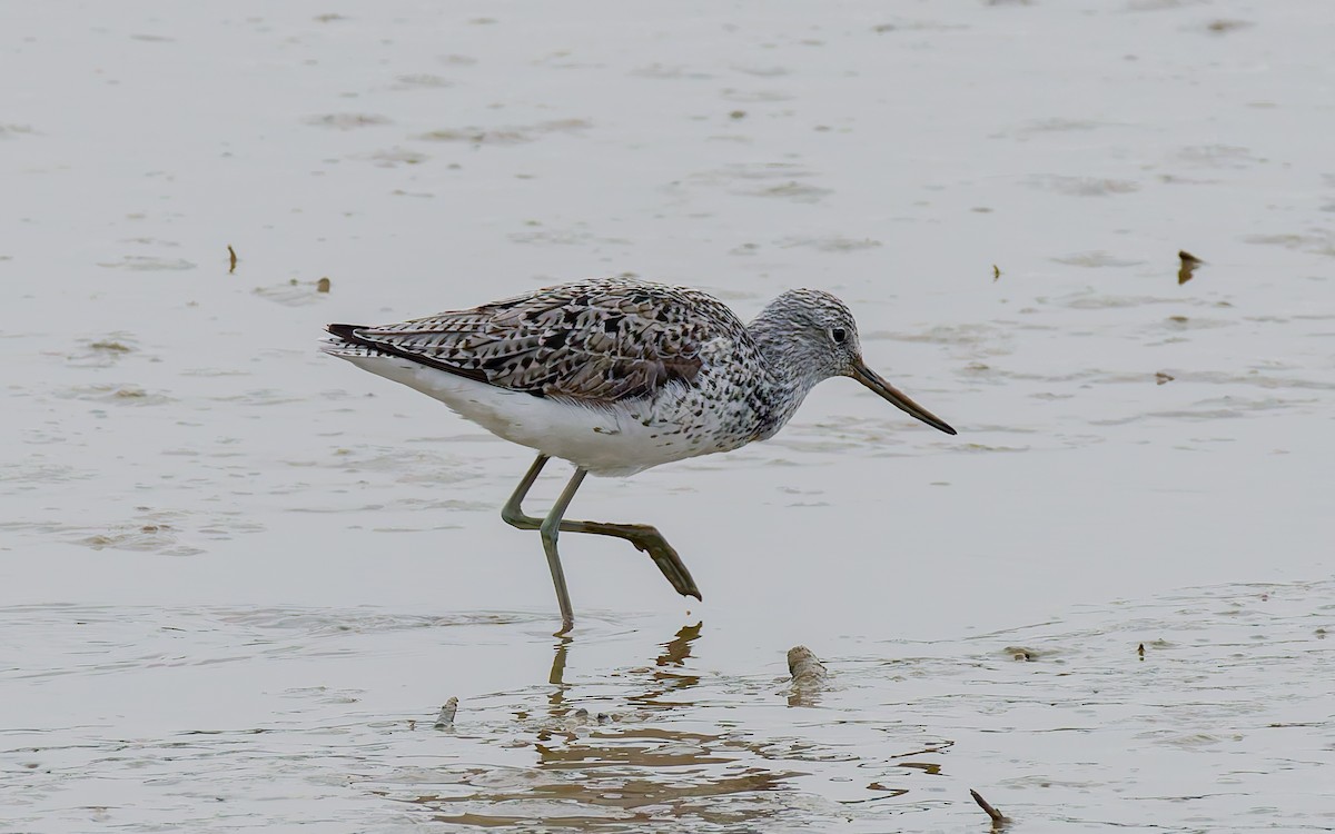 Common Greenshank - Peter Kennerley