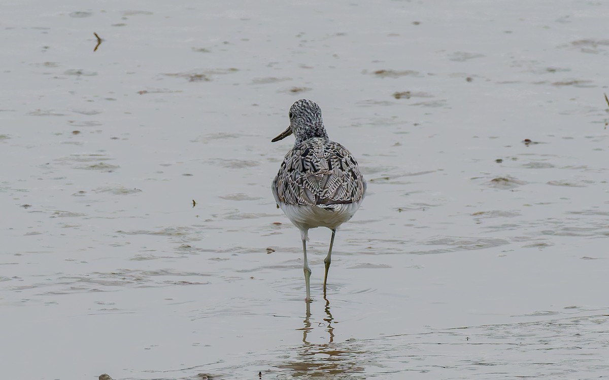 Common Greenshank - Peter Kennerley