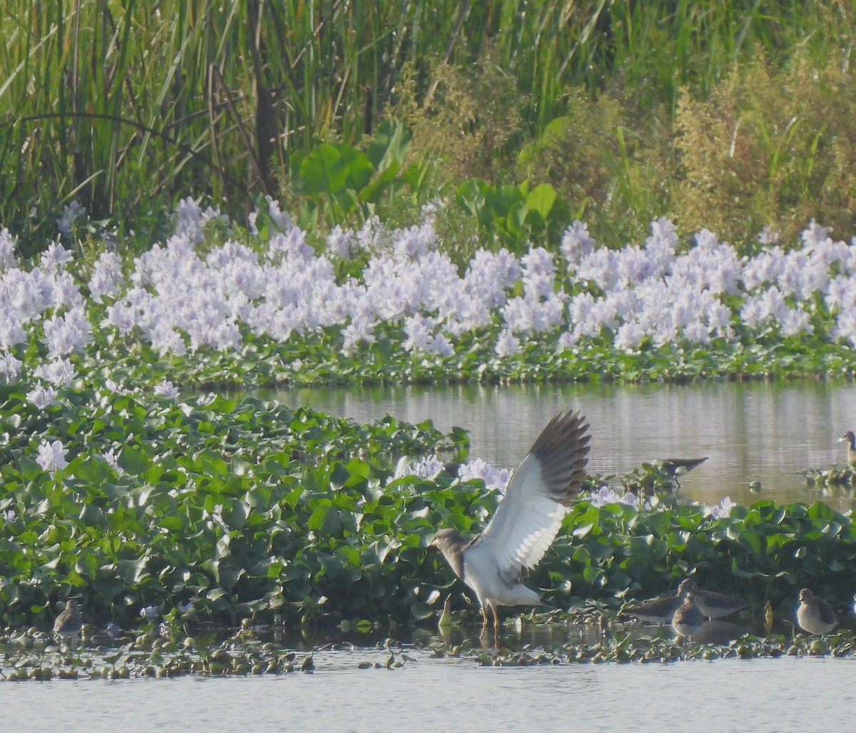 Gray-headed Lapwing - Sahana M