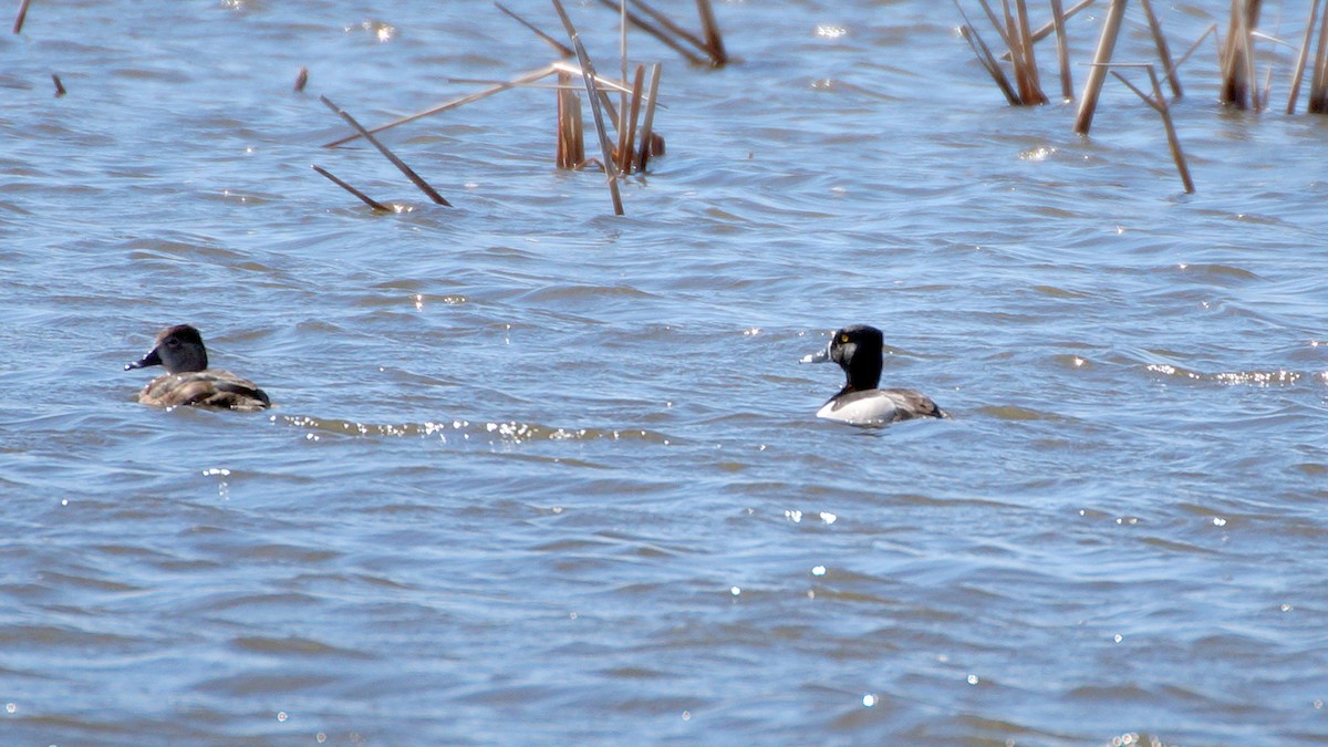 Ring-necked Duck - Dan Sochirca