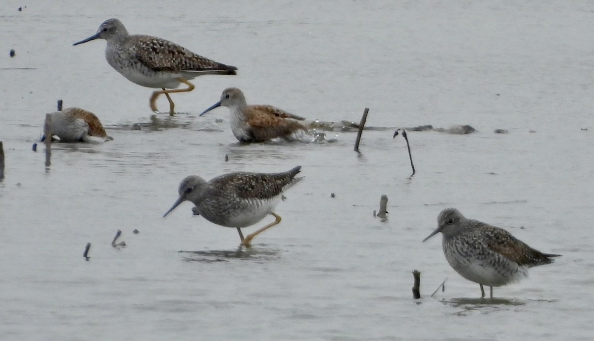 Greater Yellowlegs - Carolyn Lueck