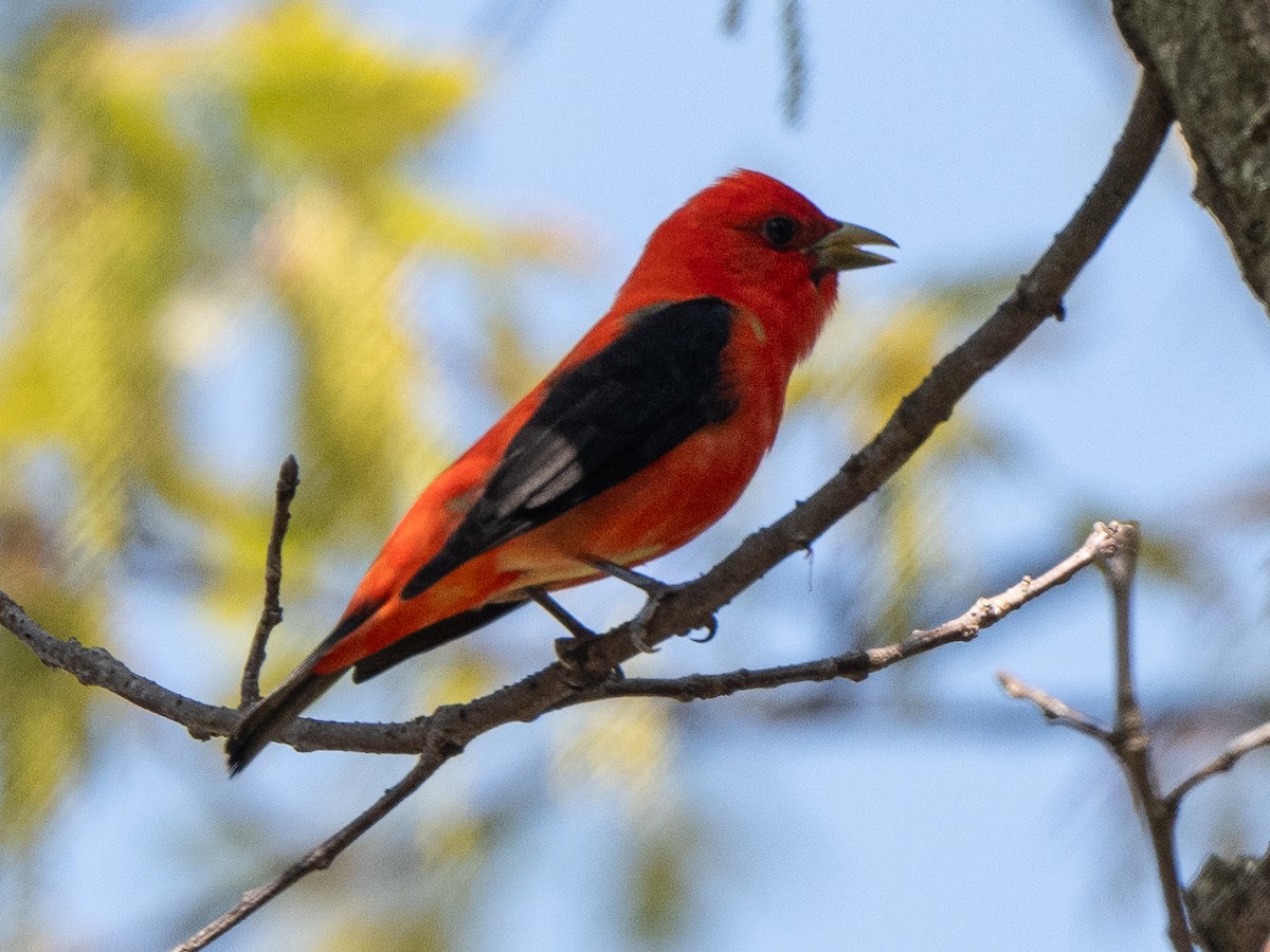 Scarlet Tanager - Richard Leonard