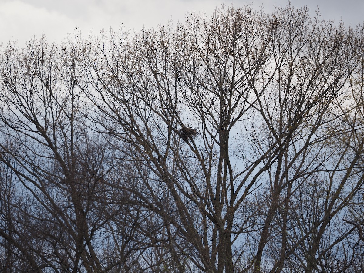 Great Horned Owl - Scott Angus