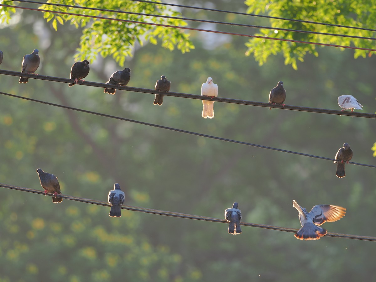 pigeon/dove sp. - Kamin Kamani