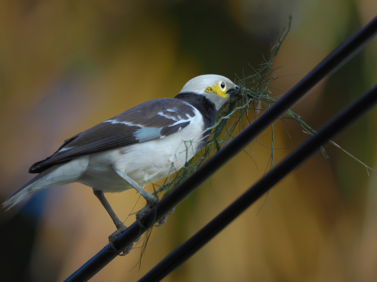 Siamese Pied Starling - Kamin Kamani