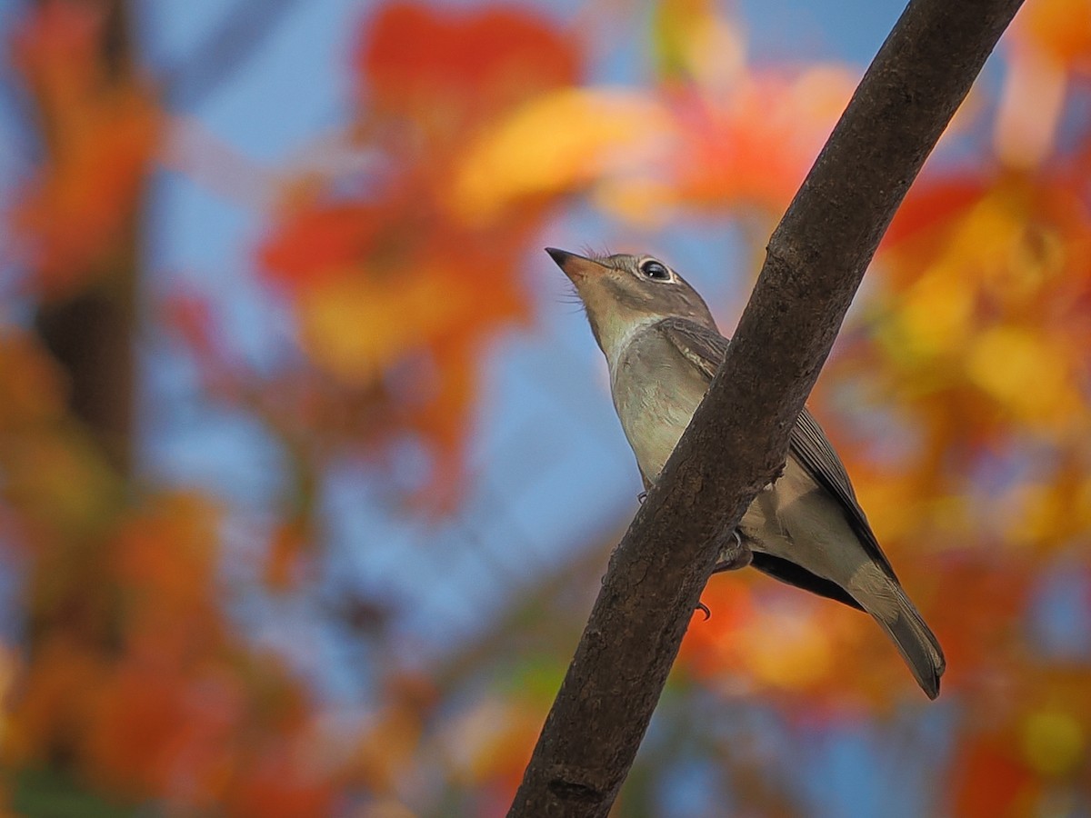 Dark-sided Flycatcher - Kamin Kamani