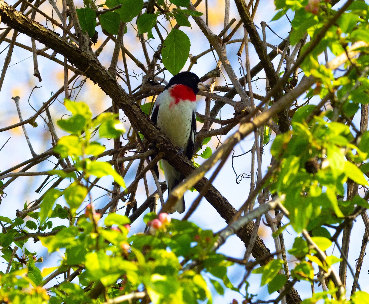 Rose-breasted Grosbeak - Hap Ellis