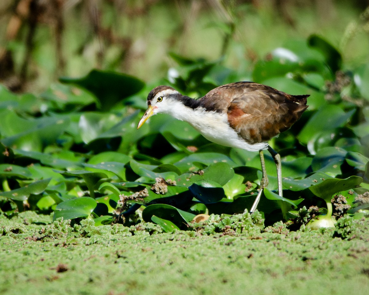 Wattled Jacana - Ignacio Zapata