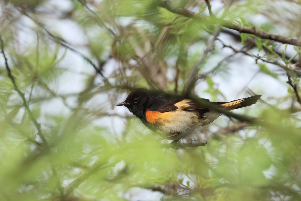 American Redstart - John van Dort