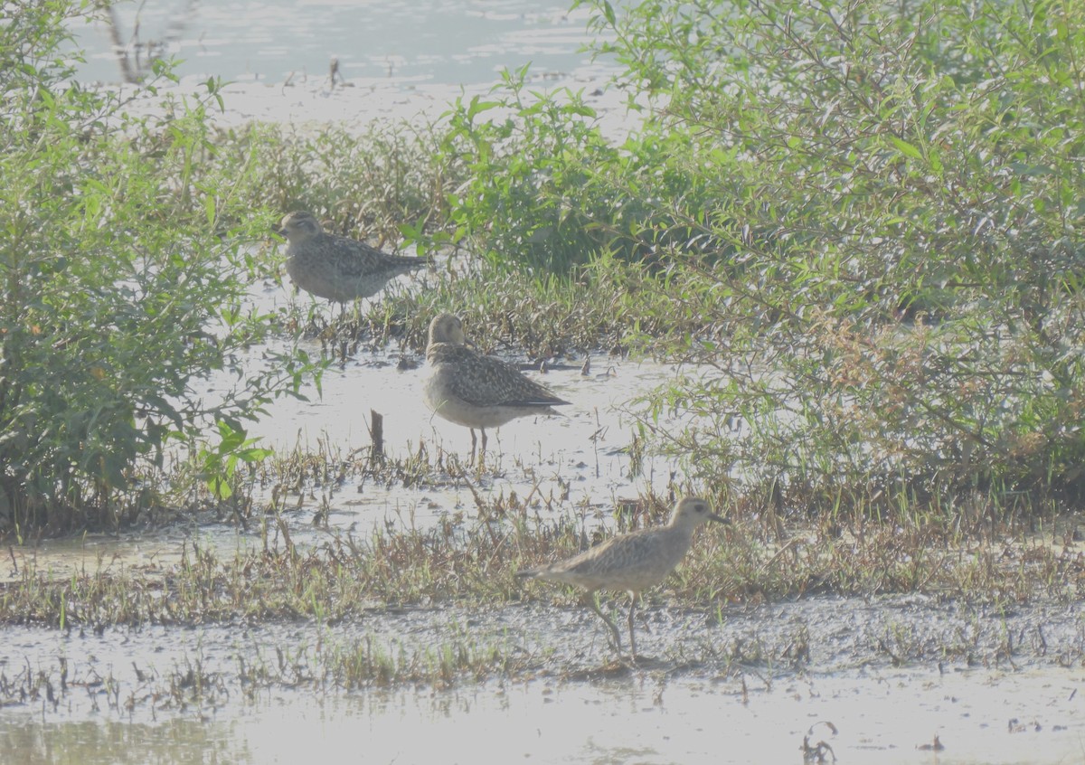 Pacific Golden-Plover - ML618152941