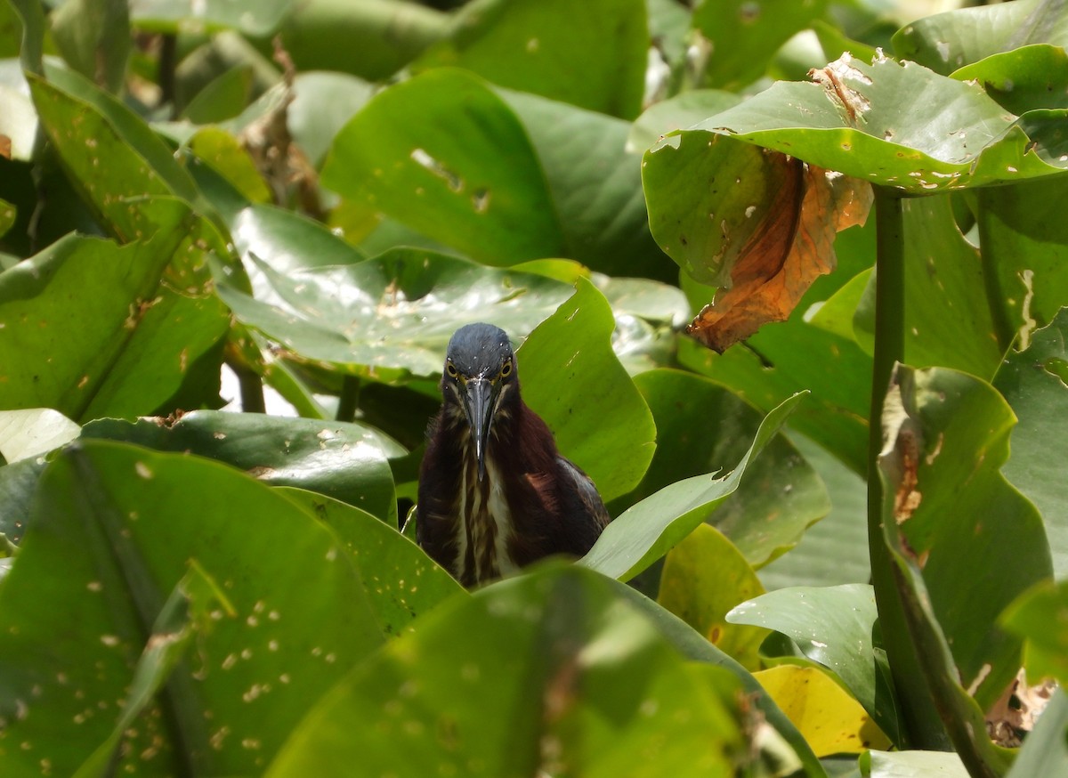 Green Heron - ML618152953