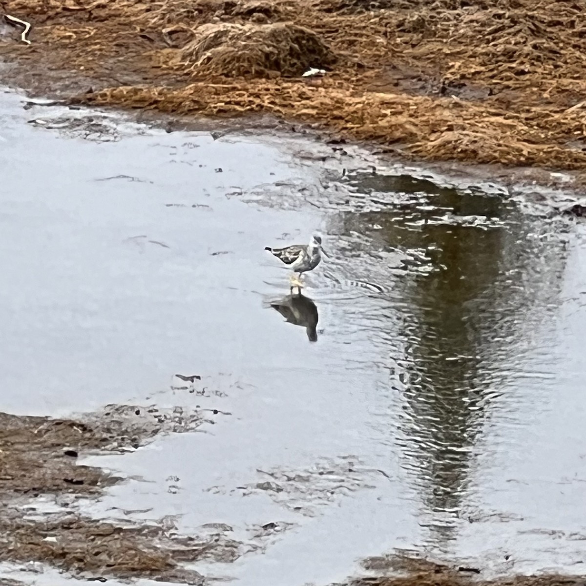 Greater Yellowlegs - ML618152955