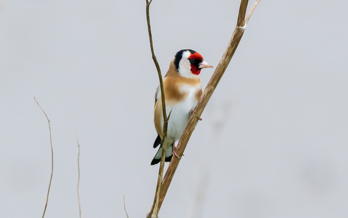 stehlík obecný [skupina carduelis] - ML618152962