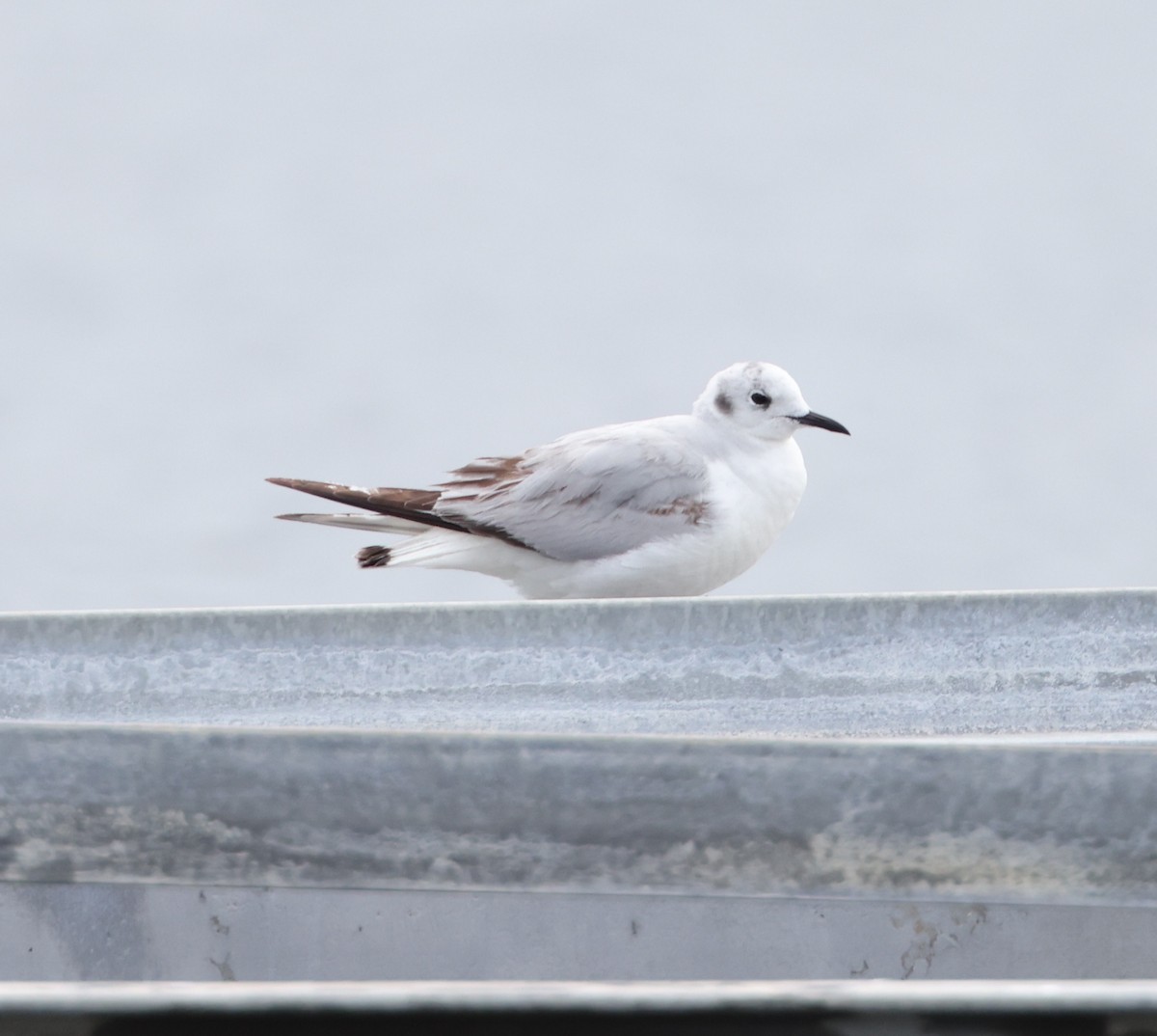 Bonaparte's Gull - ML618152971