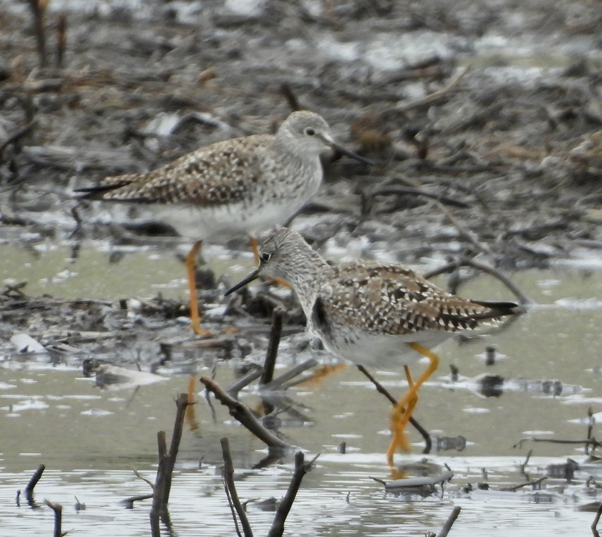 Lesser Yellowlegs - Carolyn Lueck