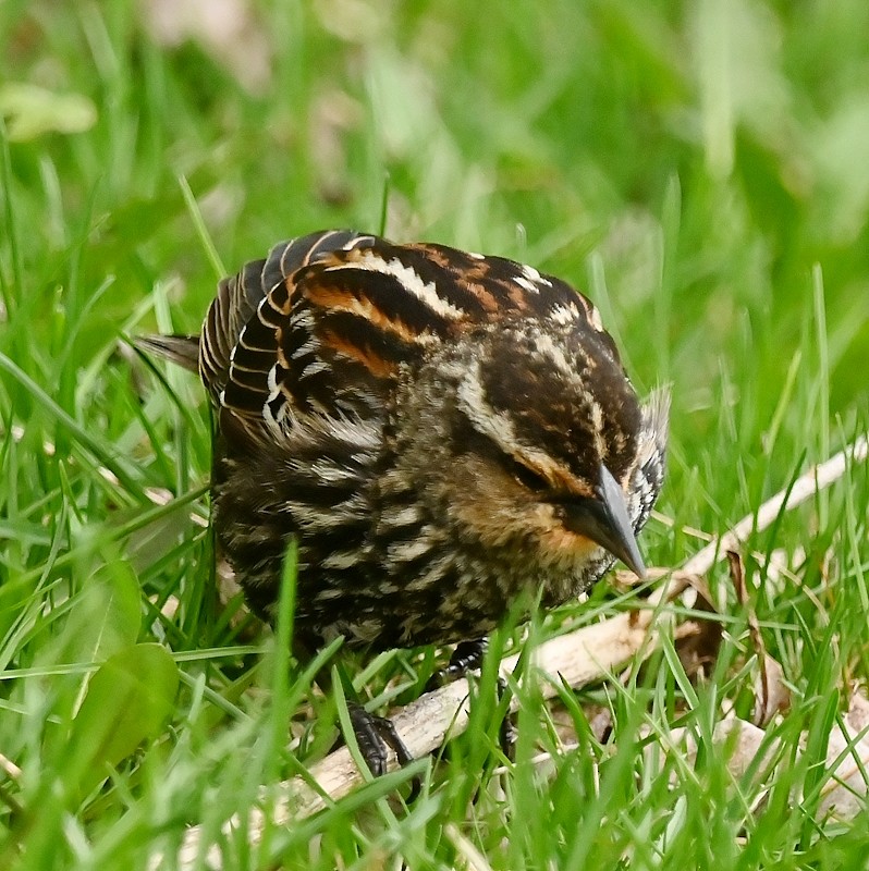 Red-winged Blackbird - Regis Fortin