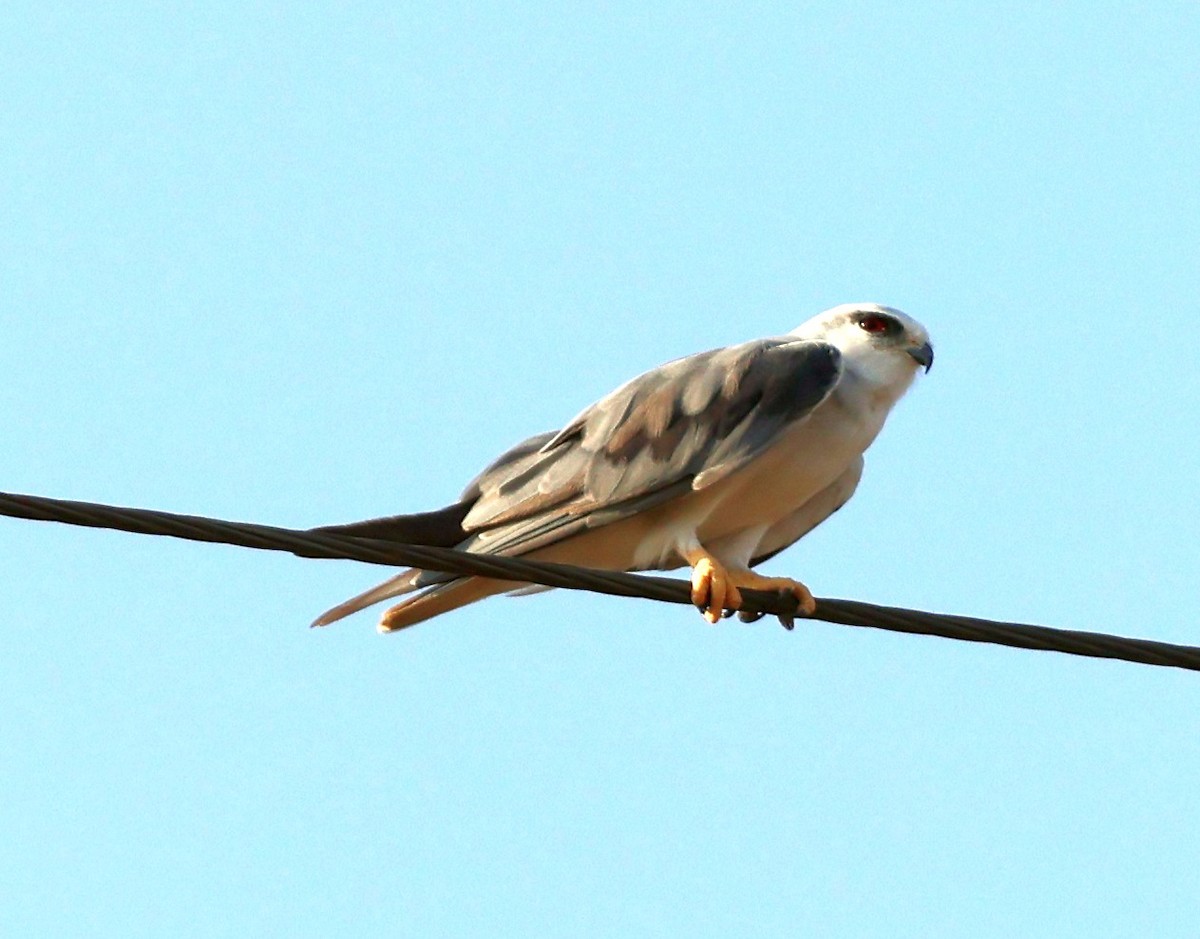 Black-winged Kite - ML618152984