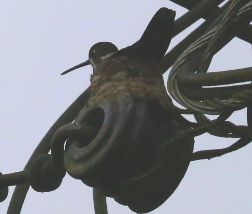 Long-billed Starthroat - Susan Hunter