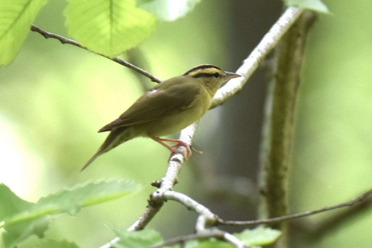 Worm-eating Warbler - ML618153042