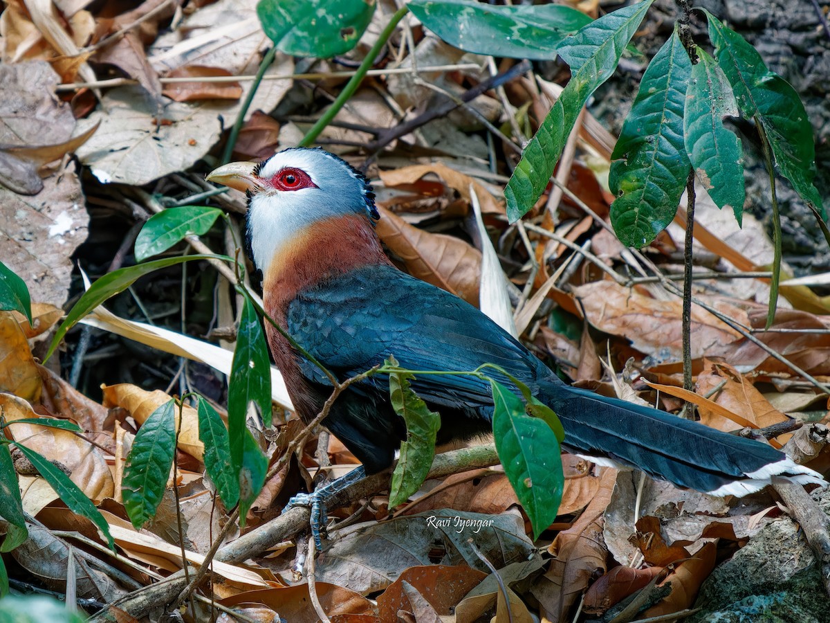 Scale-feathered Malkoha - ML618153043