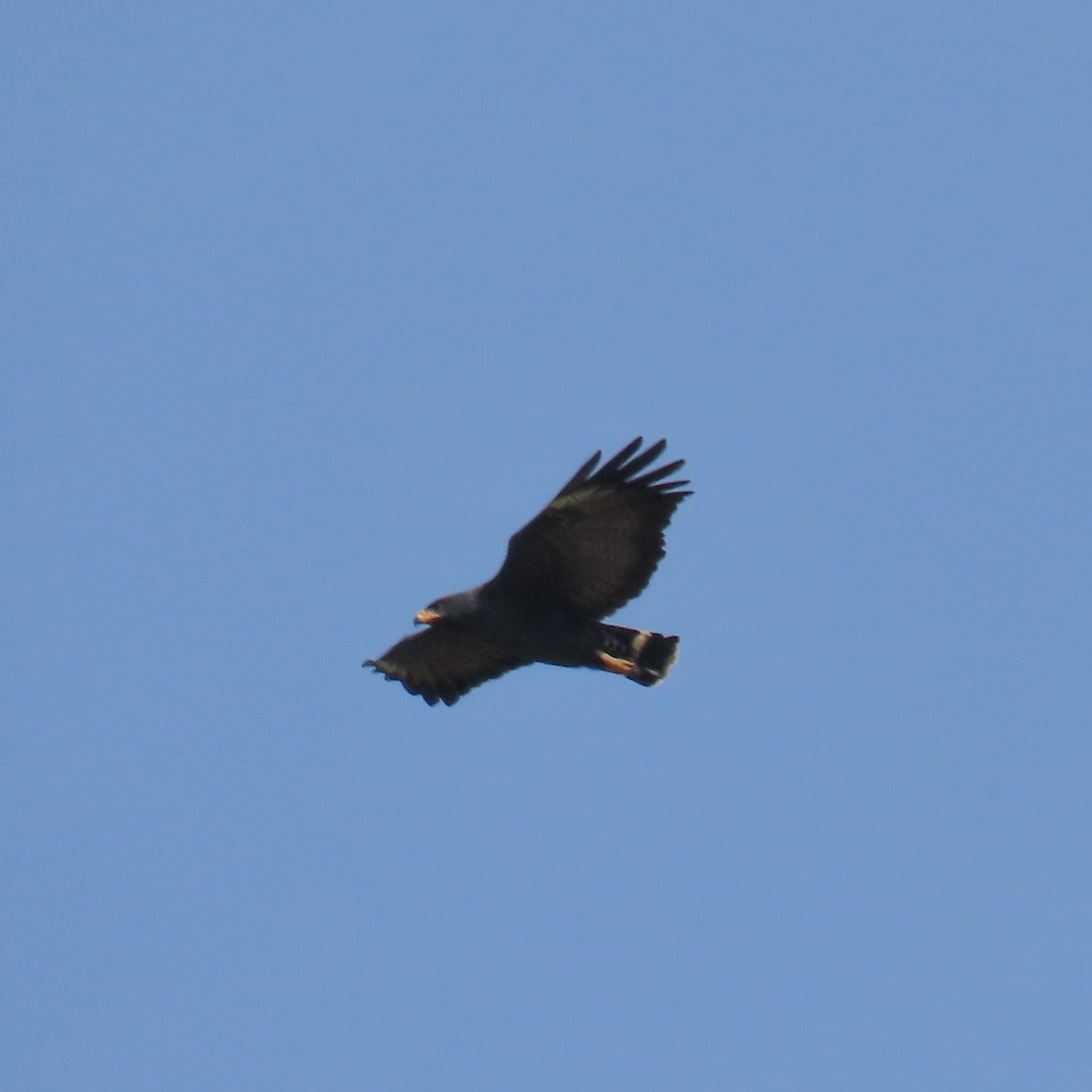 Common Black Hawk - Israel Toloza Pérez