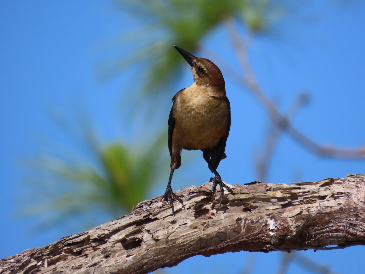 Boat-tailed Grackle - Tom Obrock