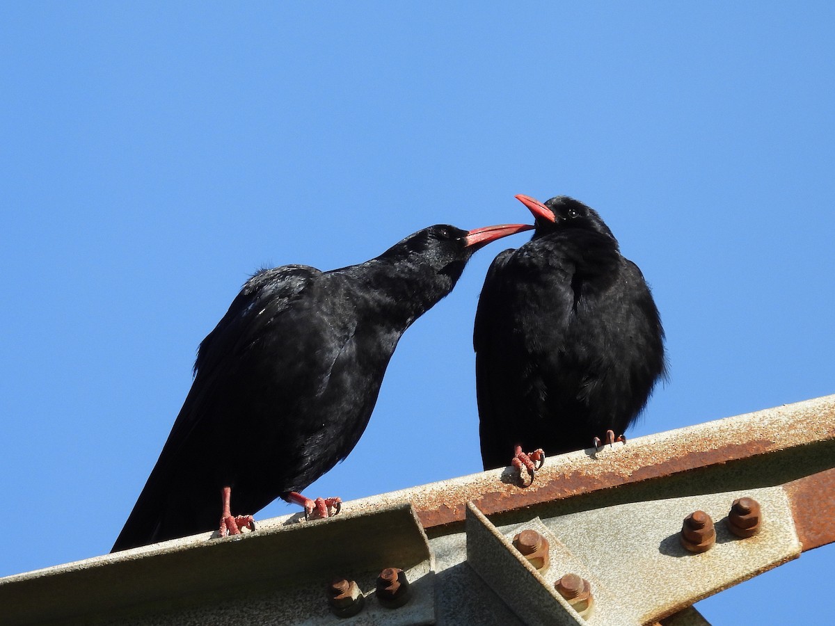 Red-billed Chough - Pablo García (PGR)