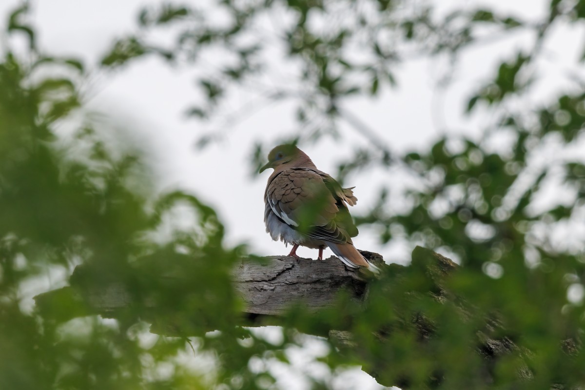 White-winged Dove - ML618153110