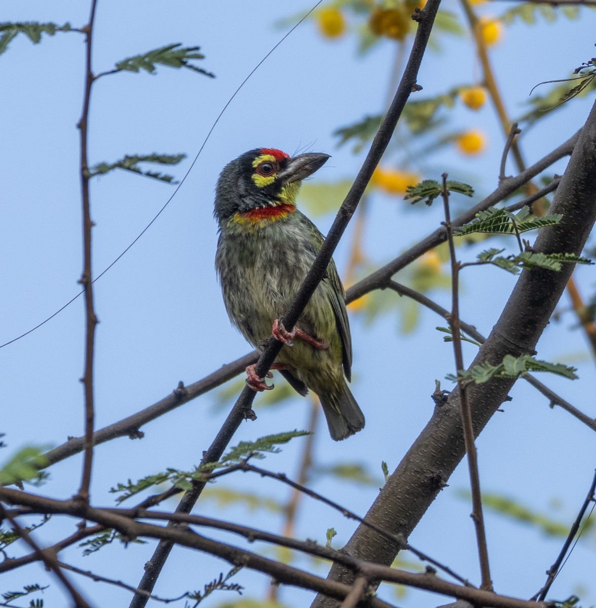 Coppersmith Barbet - Satyajit Chatterjee