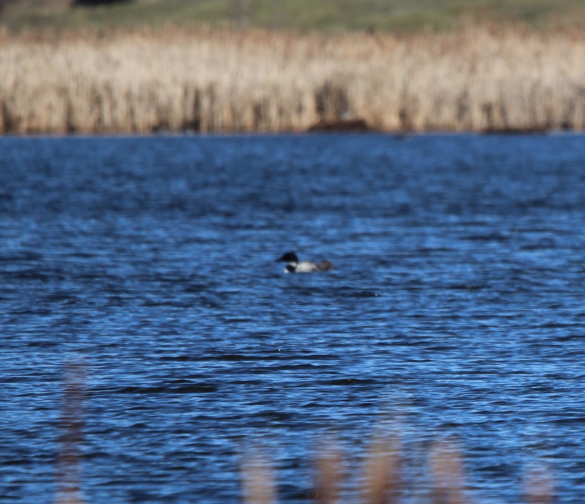 Plongeon huard - ML618153125