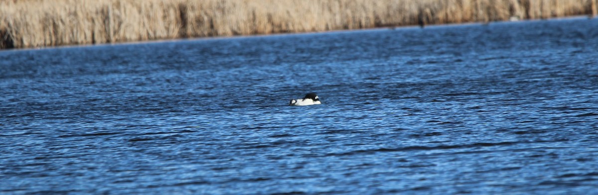 Plongeon huard - ML618153126