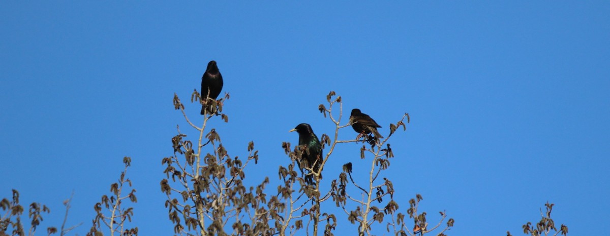 European Starling - Don Cassidy