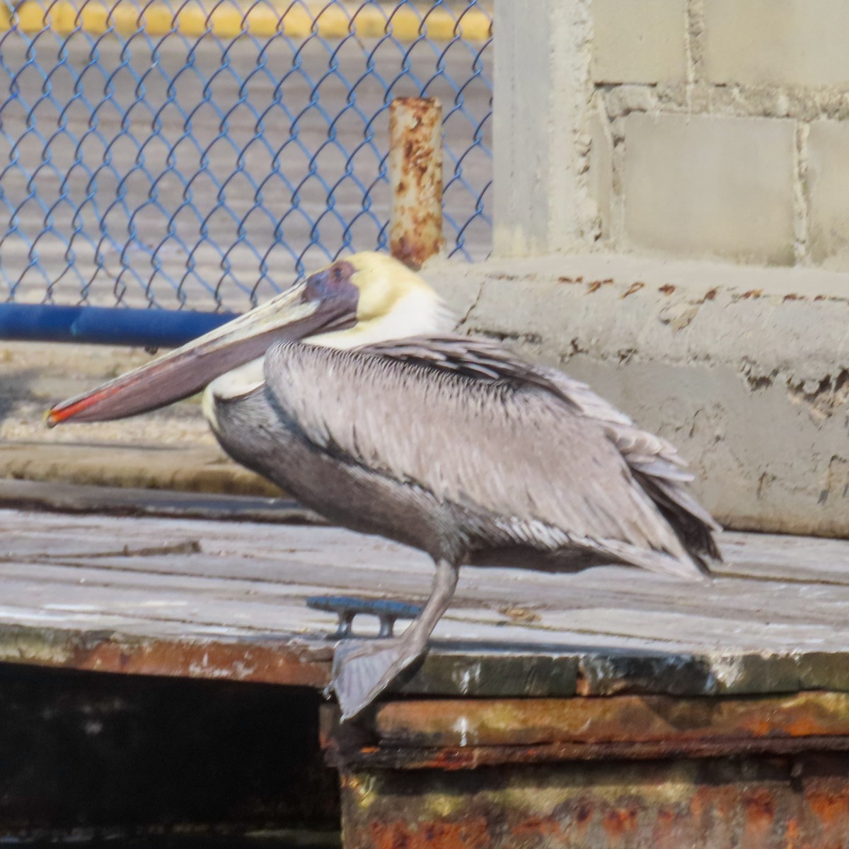 pelikán hnědý - ML618153150