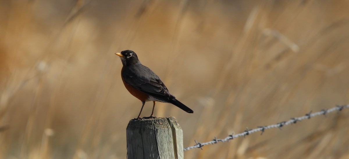 American Robin - Don Cassidy