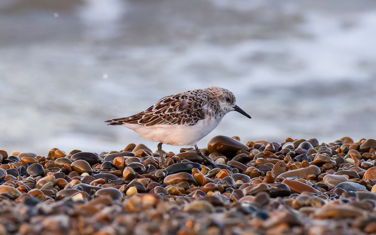 Sanderling - Peter Kennerley