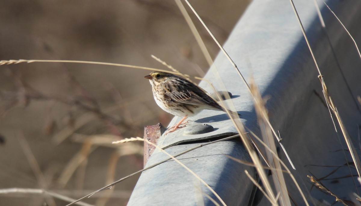 Savannah Sparrow - Don Cassidy